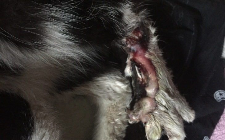 Zbiórka Na wizytę u weterynarza - zdjęcie główne