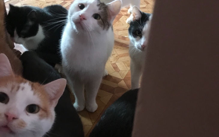 Zbiórka Na przetrwanie,na karmę i żwirek - zdjęcie główne