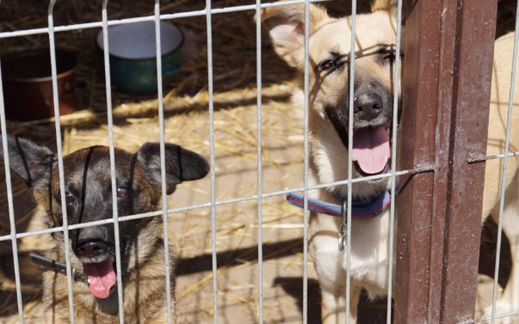 Zbiórka Paczka dla bezdomnego zwierzaka - zdjęcie główne