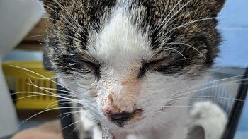 Zbiórka Na leczenie naszych Mruczków - miniaturka zdjęcia