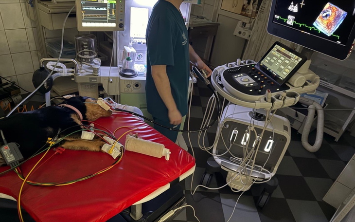 Weterynarz obsługujący sprzęt medyczny przy psie.