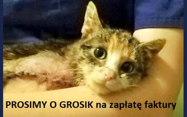 Zbiórka naLeczenieMikołajki - zdjęcie główne