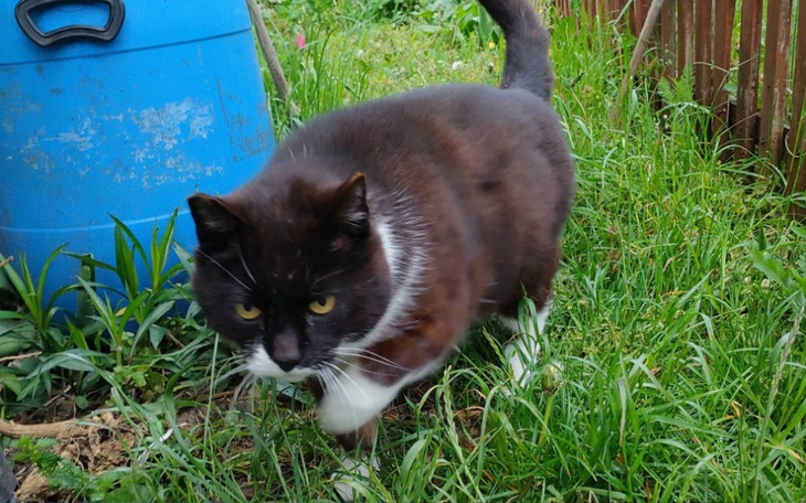 Zbiórka Pomoc w zakupie karmy dla kotów - zdjęcie główne