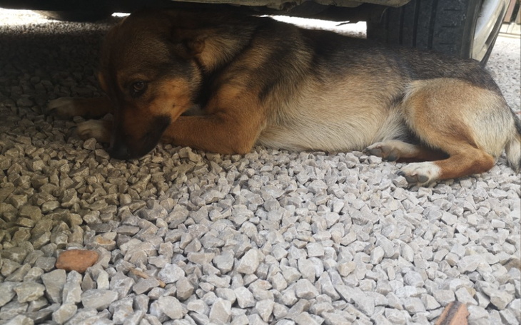 Zbiórka Piesek Azor - zdjęcie główne