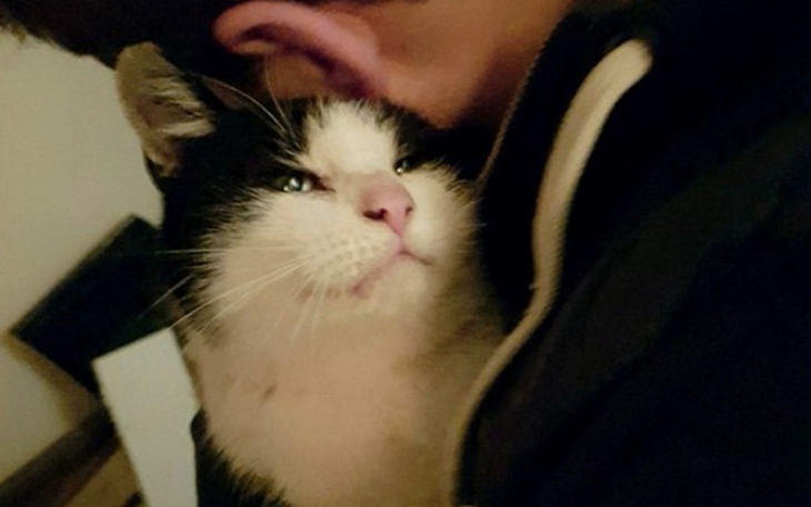 Zbiórka Dla kota Romka - zdjęcie główne