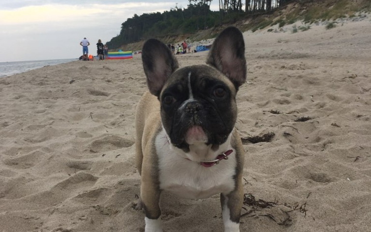 Zbiórka Na ratunek mojej suni. - zdjęcie główne