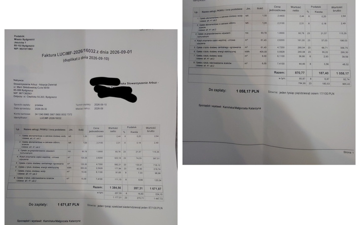 Pies na zdjęciu, skupiony wzrok, czarne futro.