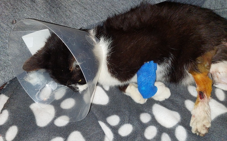 Zbiórka Pilne lecznie małej kotki - zdjęcie główne