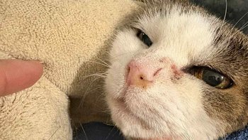 Zbiórka Dyszka na Dzień Kota - miniaturka zdjęcia