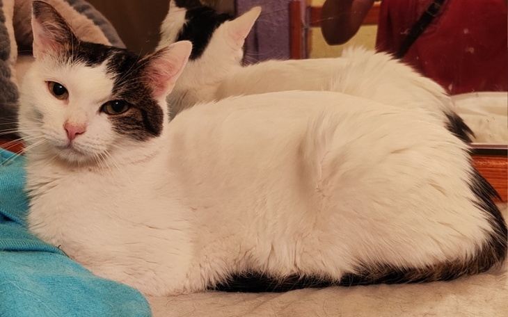 Biało-czarny kot leżący na stole, z odbiciem w lustrze.