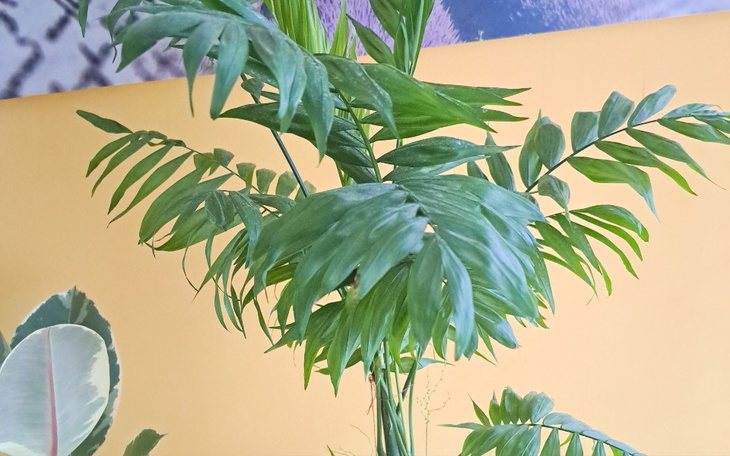 Zbiórka Leczenie pilne - zdjęcie główne