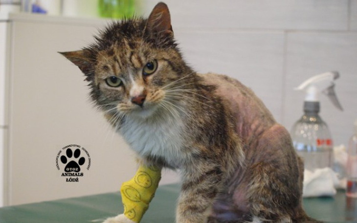 Zbiórka Koty wolnożyjące potrzebują nas! - zdjęcie główne