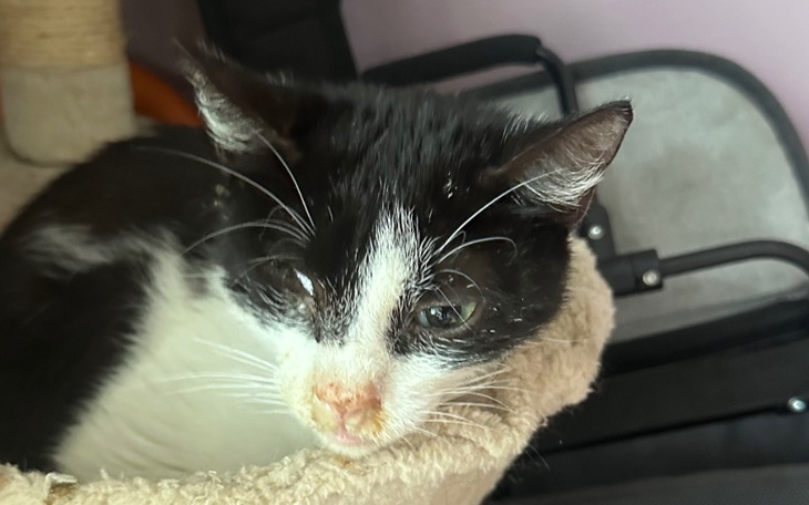 Zbiórka Pomóż ratować Rafina - zdjęcie główne