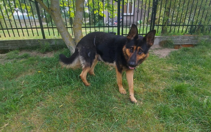 Zbiórka Na jedzenie dla Borysa - zdjęcie główne