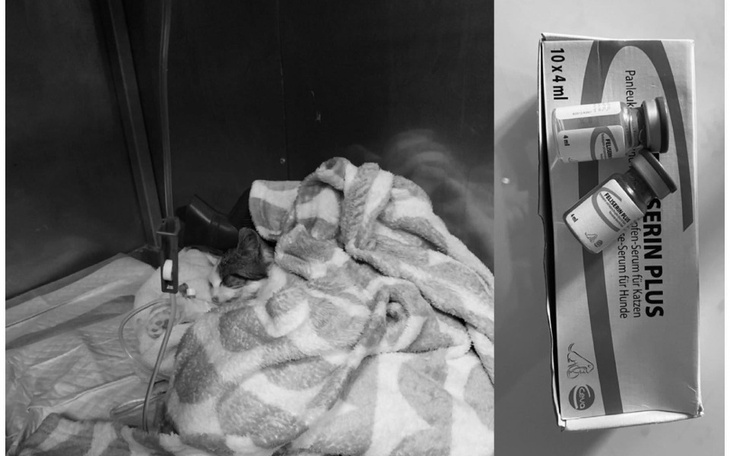 Zbiórka Ratujemy życie niczyich kotów - zdjęcie główne