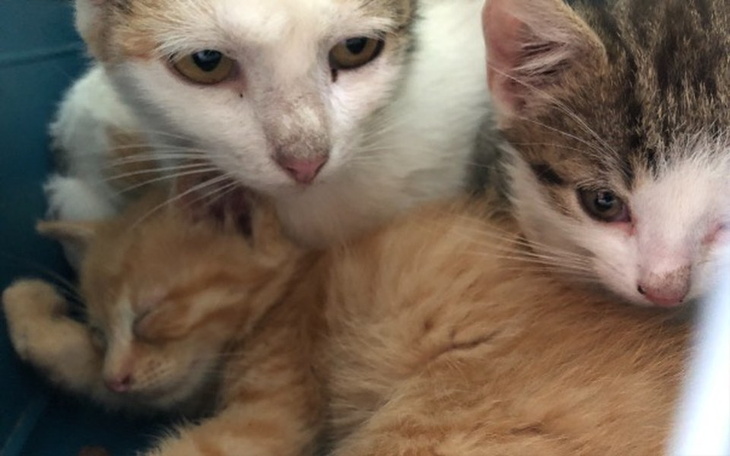 Zbiórka Na koty spod kontenera - zdjęcie główne