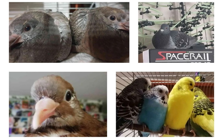 Zbiórka Na potrzeby i utrzymanie ptaków - zdjęcie główne