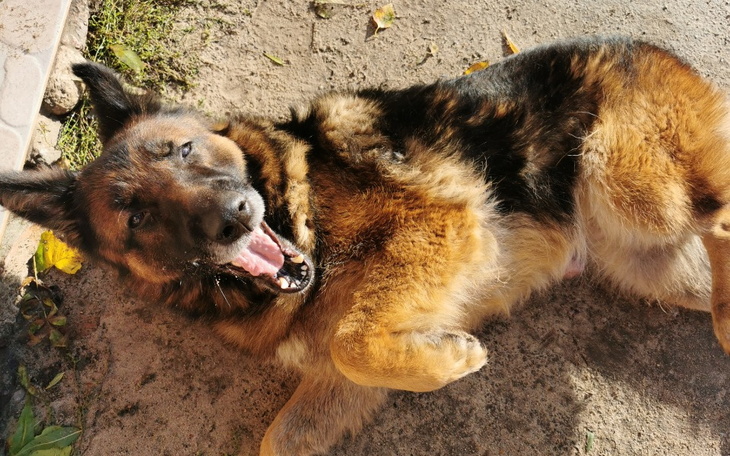 Zbiórka Nowotwór gruczołów - zdjęcie główne