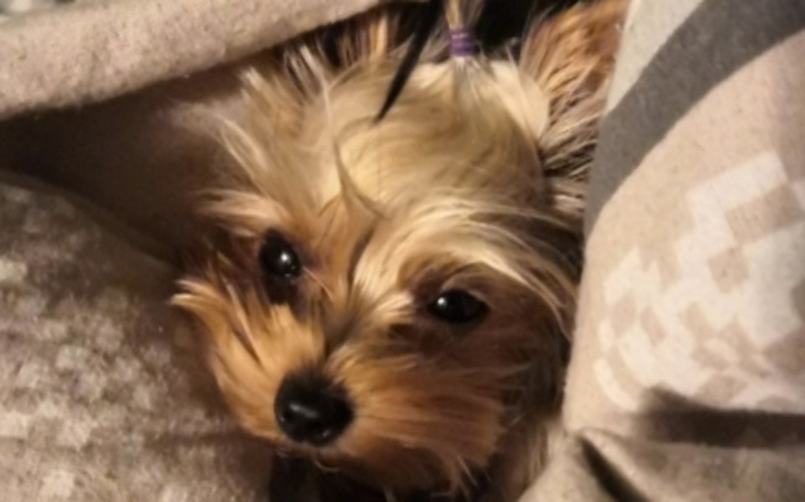 Zbiórka Perełka prosi o pomoc - zdjęcie główne