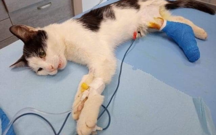 Zbiórka Operacja złamanej tylnej łapki - zdjęcie główne