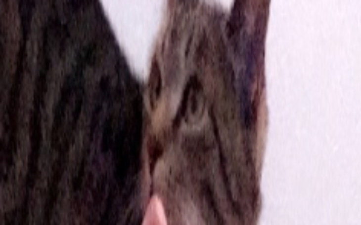 Zbiórka Chora Kotka Kitka - zdjęcie główne