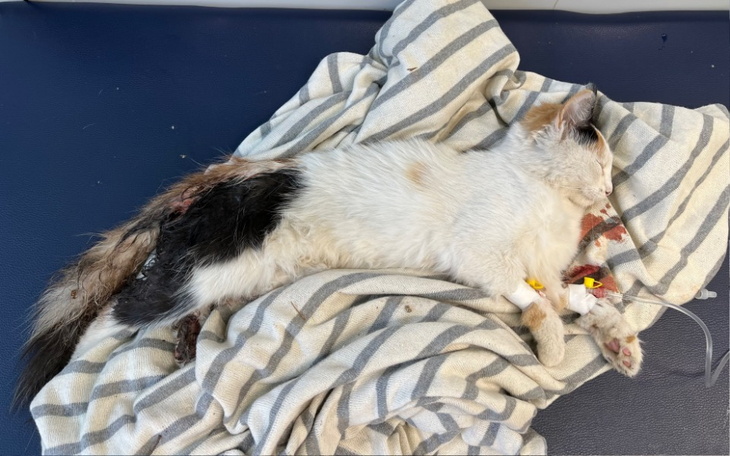 Zbiórka Ratunek dla potrąconej kotki - zdjęcie główne