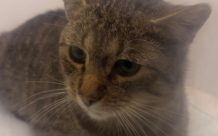 Kot o szarym futrze, patrzący w obiektyw.