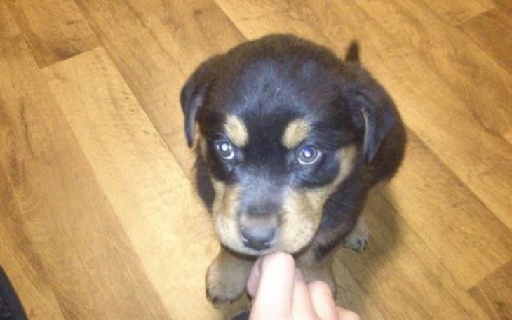 Zbiórka Wyprawka dla Szczeniaka - zdjęcie główne