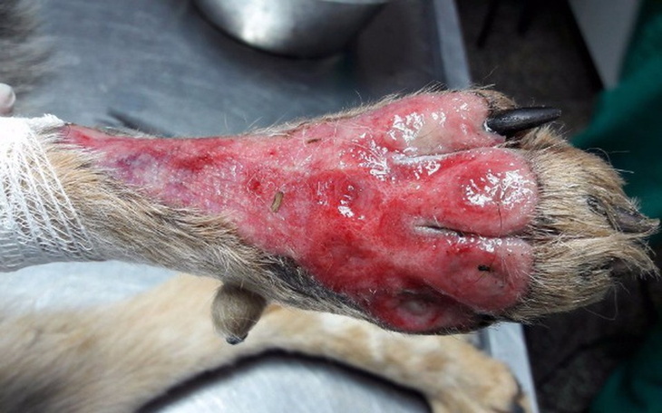 Zbiórka Ratunek dla łapy psiaka - zdjęcie główne