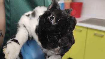 Zbiórka Wyrzucony 'przyjaciel'... - miniaturka zdjęcia