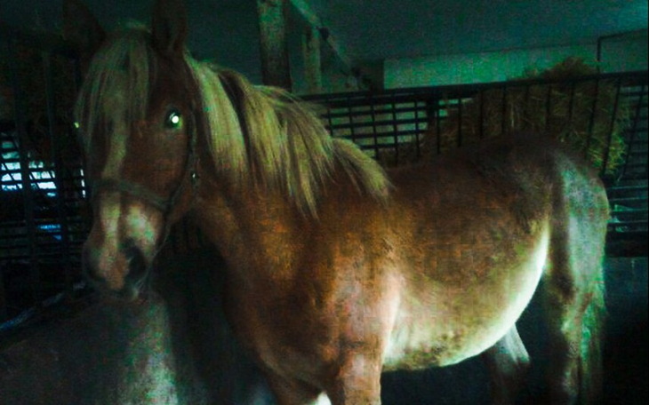 Zbiórka Świąteczny cud Kuby - zdjęcie główne