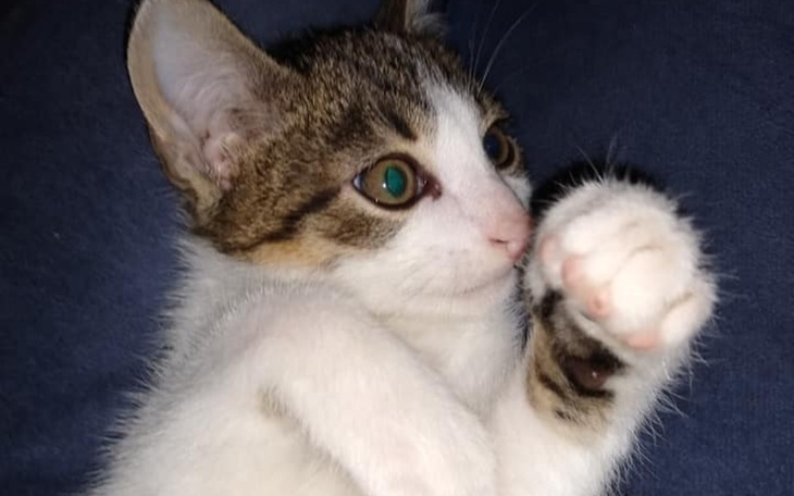 Zbiórka Mały FREY przerzucany z domu do - zdjęcie główne