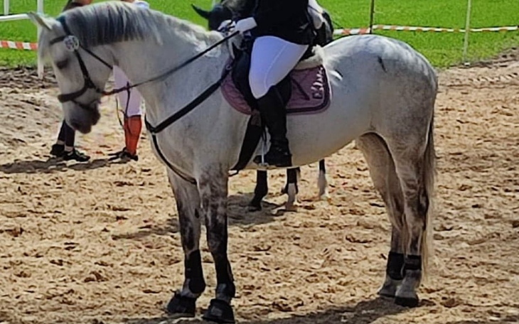 Zbiórka leczenie Siwej z KS Happy Horse - zdjęcie główne