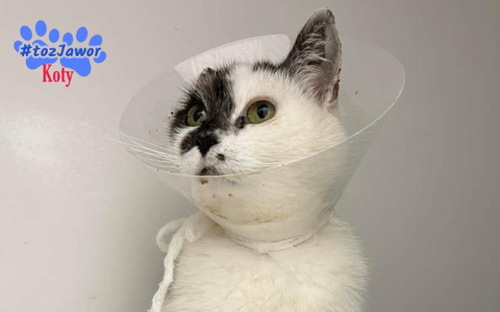 Kot w kołnierzu ochronnym, z wyrazem twarzy pełnym zdziwienia.