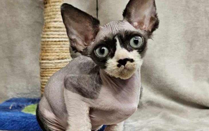 Zbiórka Walka małego Odisia z chorobą - zdjęcie główne