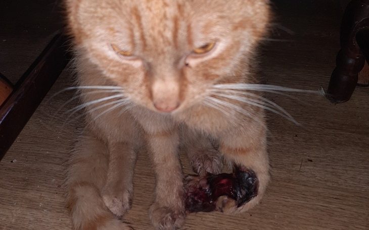 Zbiórka Na amputacje łapki kotka - zdjęcie główne