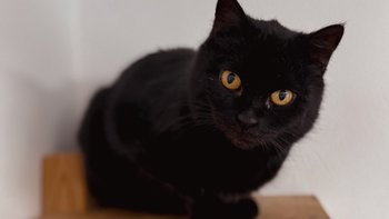 Zbiórka Przerażona Siateczka - miniaturka zdjęcia