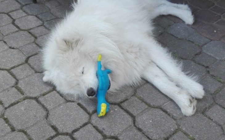 Zbiórka Zbieram na swoją drugą połówkę - zdjęcie główne