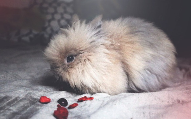 Zbiórka Staś i Nela - ekstrakcja zębów - zdjęcie główne