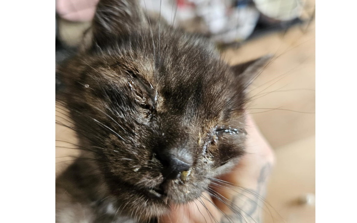 Kot z zamkniętymi oczami, trzymany w rękach.