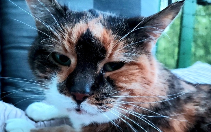 Zbiórka Dla Margot - zdjęcie główne