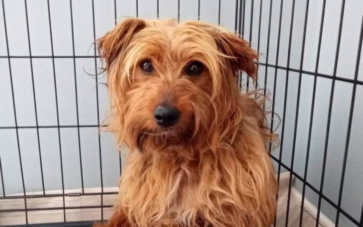 Zbiórka Nowe życie porzuconego Pedro - zdjęcie główne