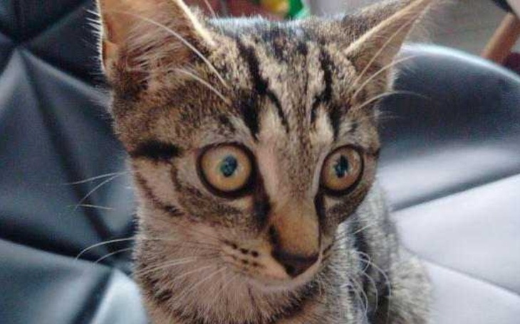 Kot z dużymi oczami, siedzący na czarnej kanapie.