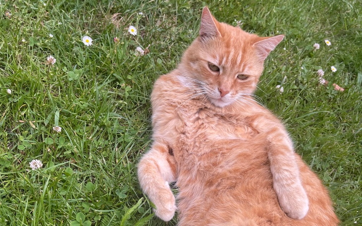 Zbiórka Operacja dla Yori - zdjęcie główne