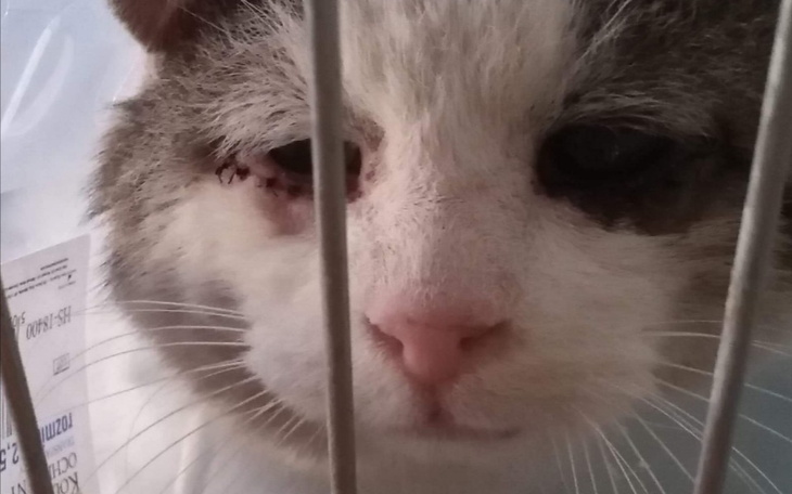 Zbiórka Pomóżmy Kasprowi żyć bez bólu - zdjęcie główne