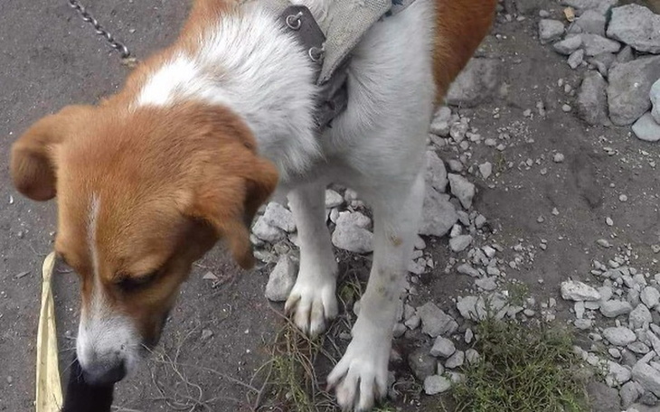 Zbiórka Uratować! - zdjęcie główne