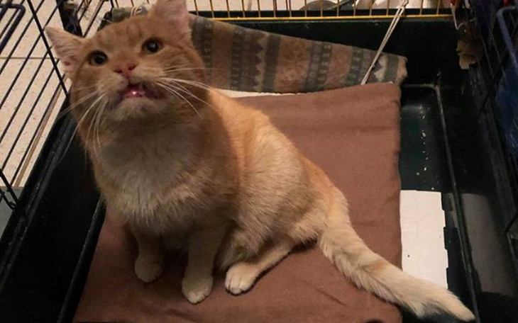 Zbiórka Na operacje bezdomnego Fredzia - zdjęcie główne