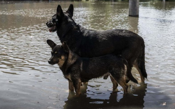 Zbiórka Pomoc dla zwierząt Chersoń - zdjęcie główne
