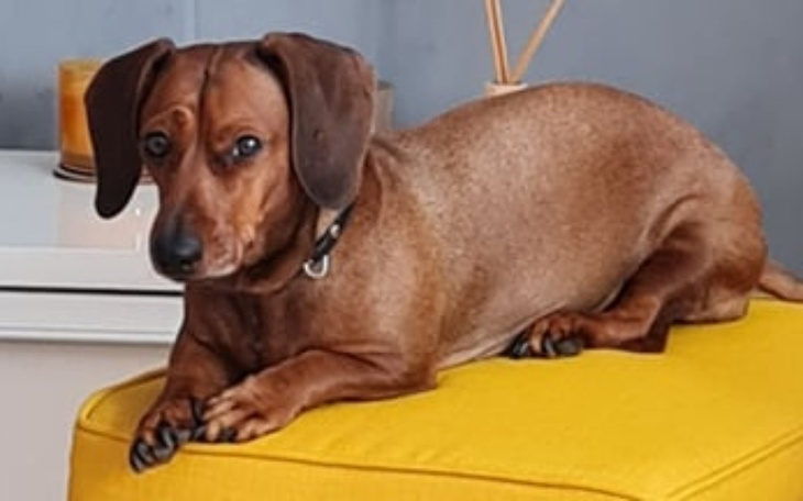 Zbiórka Pilna operacja Dżiny - zdjęcie główne