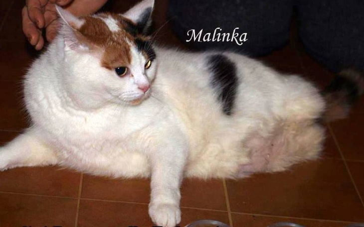 Zbiórka Pomoc dla Malinki - zdjęcie główne